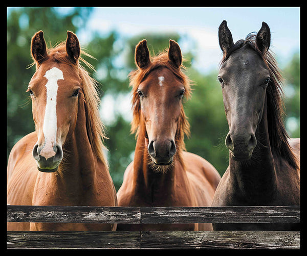 The Horse Trio Panel - 7116D