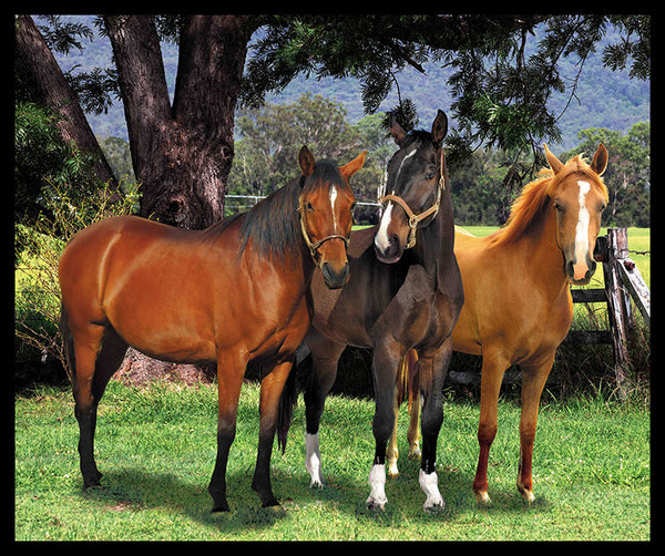 The Horse Trio Panel - 7116F