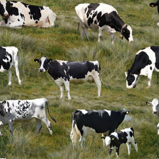 Holstein Cows - 0208E